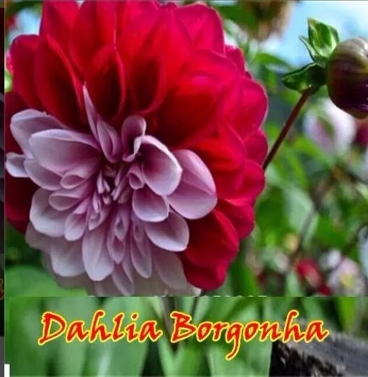 Sementes de Dahlia Borgonha